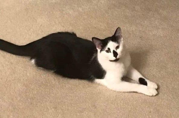 Tally, Adoptable, Young Male Domestic Short Hair.