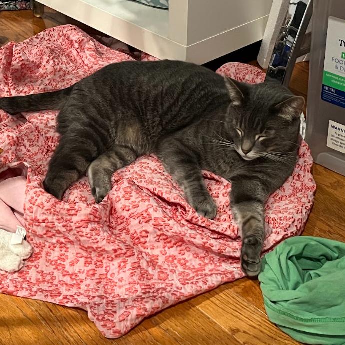 Storm, Adoptable, Adult Male Domestic Short Hair.