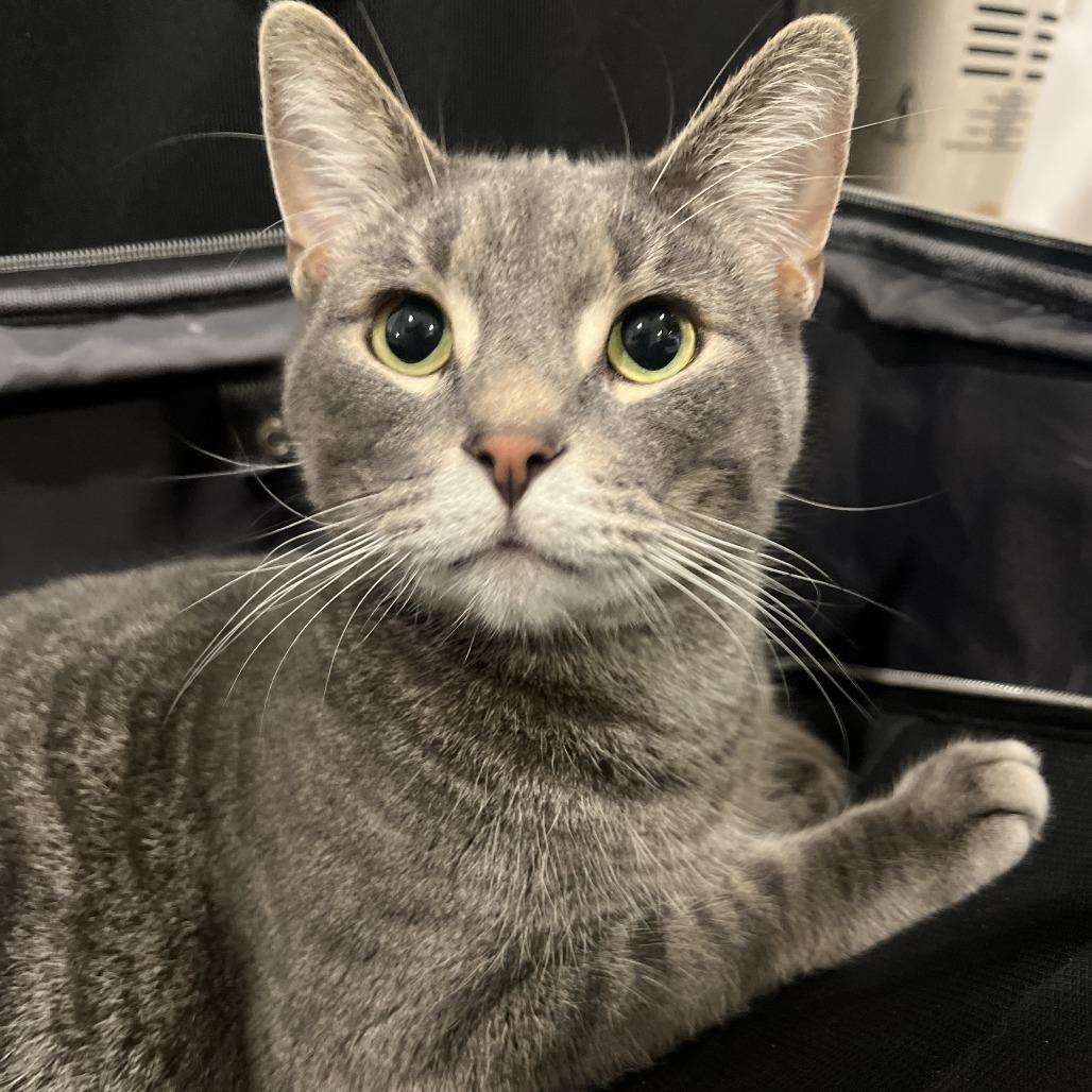 Enlarge Storm, a Adoptable Domestic Short Hair in Philadelphia, PA image 1/2