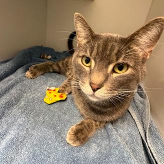 Storm, Adoptable, Adult Male Domestic Short Hair.