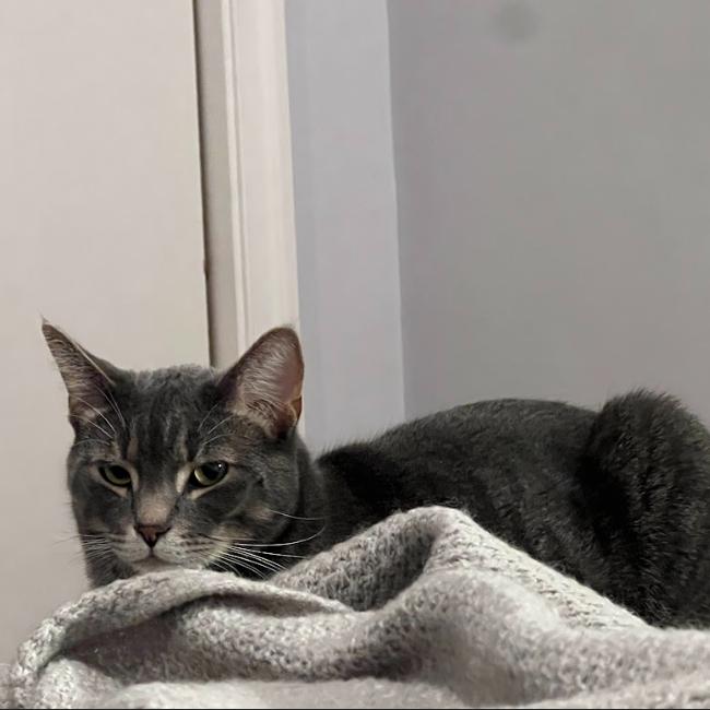 Enlarge Storm, a Adoptable Domestic Short Hair in Philadelphia, PA image 4/4