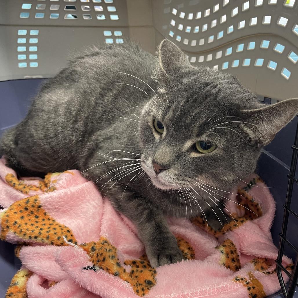 Storm, Adoptable, Adult Male Domestic Short Hair.