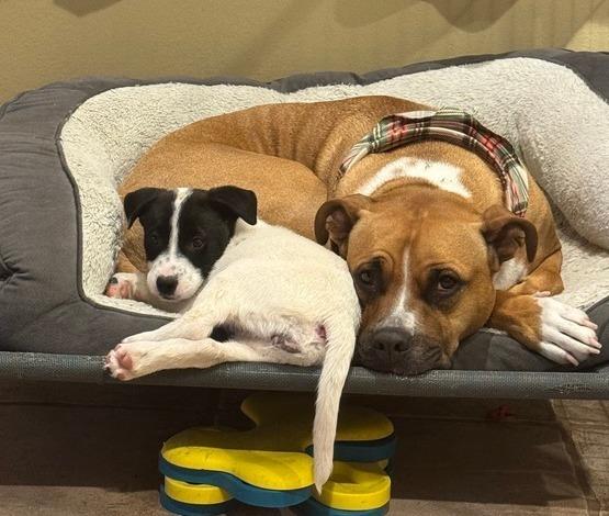 Enlarge McKenzie, a Adoptable mixed breed in Lafayette, CO image 1/6