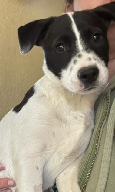 Enlarge McKenzie, a Adoptable mixed breed in Lafayette, CO image 2/6