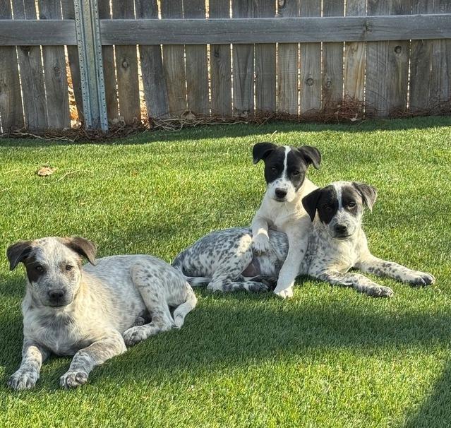 Enlarge McKenzie, a Adoptable mixed breed in Lafayette, CO image 3/6