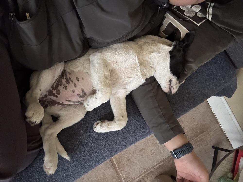 Enlarge McKenzie, a Adoptable mixed breed in Lafayette, CO image 5/6