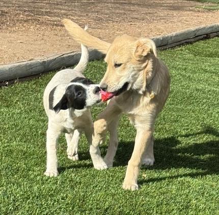Enlarge McKenzie, a Adoptable mixed breed in Lafayette, CO image 6/6