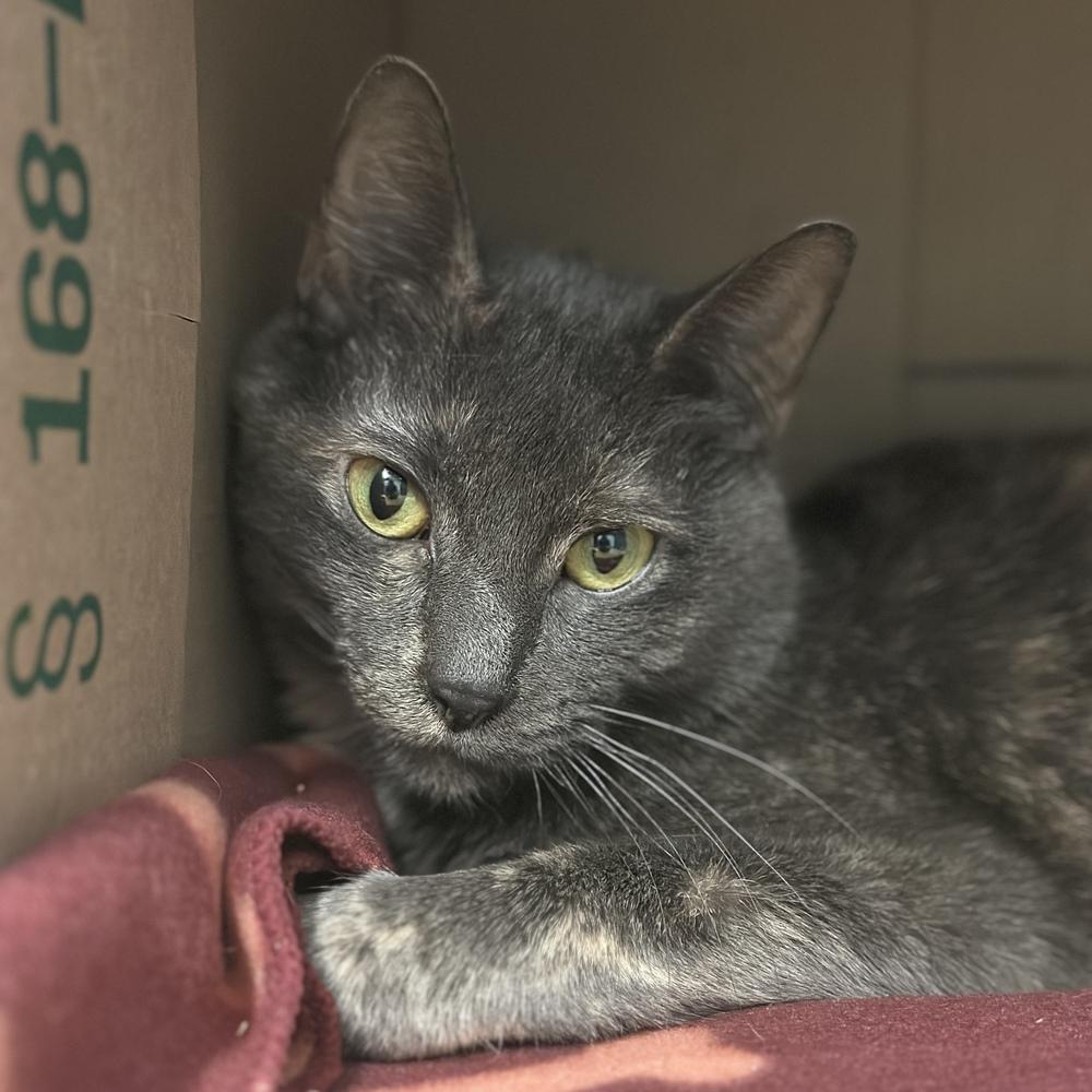 Eve, Adoptable, Adult Female Domestic Short Hair.