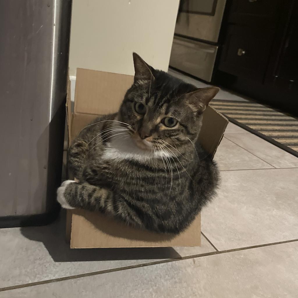 Enlarge Taco, a Adoptable Domestic Short Hair in Lynchburg, VA image 1/2