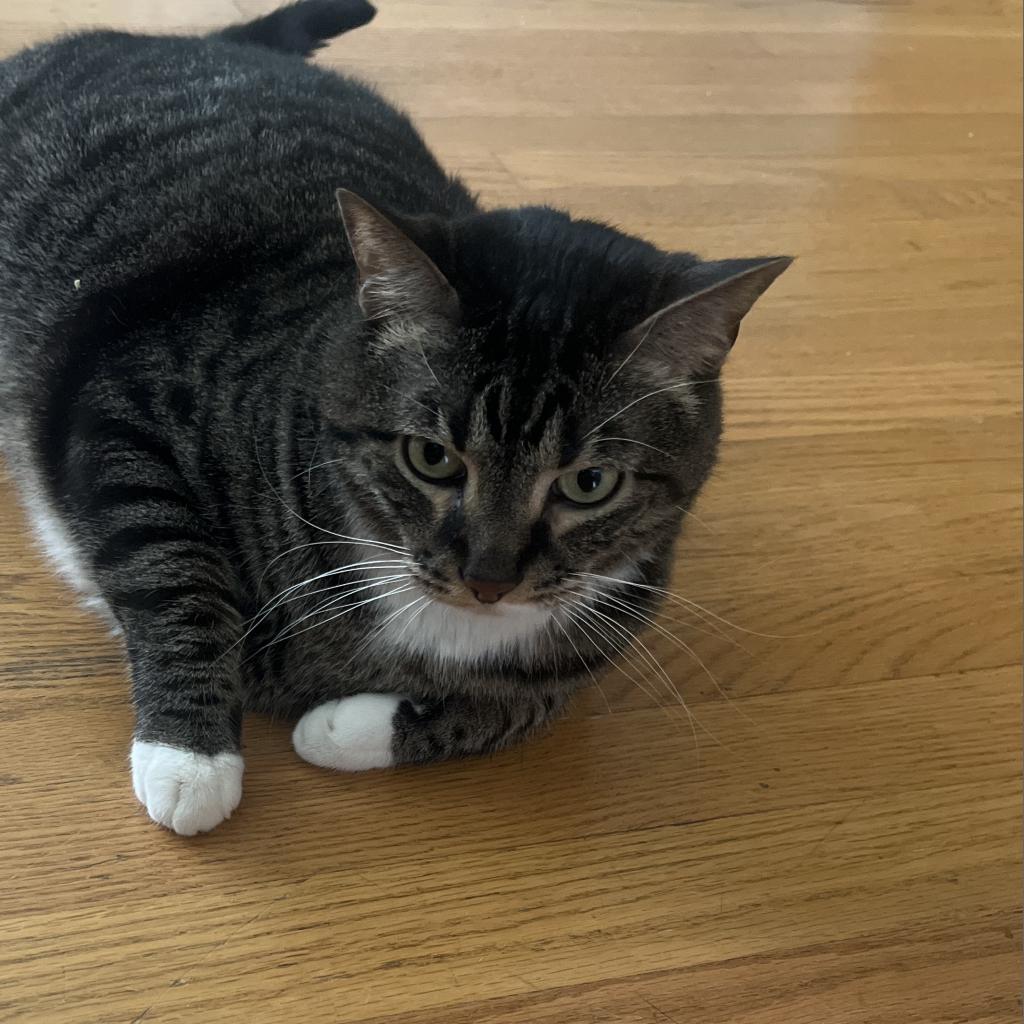 Enlarge Taco, a Adoptable Domestic Short Hair in Lynchburg, VA image 2/2