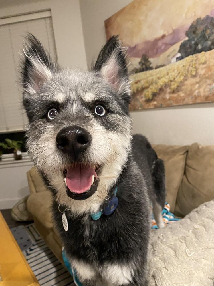 Enlarge Presley, a Adoptable mixed breed in Denver, CO image 2/6