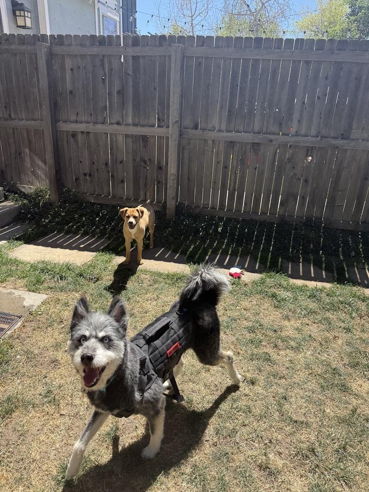 Enlarge Presley, a Adoptable mixed breed in Denver, CO image 4/6