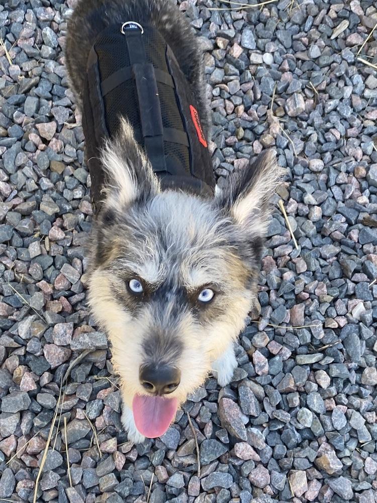 Enlarge Presley, a Adoptable mixed breed in Denver, CO image 5/6