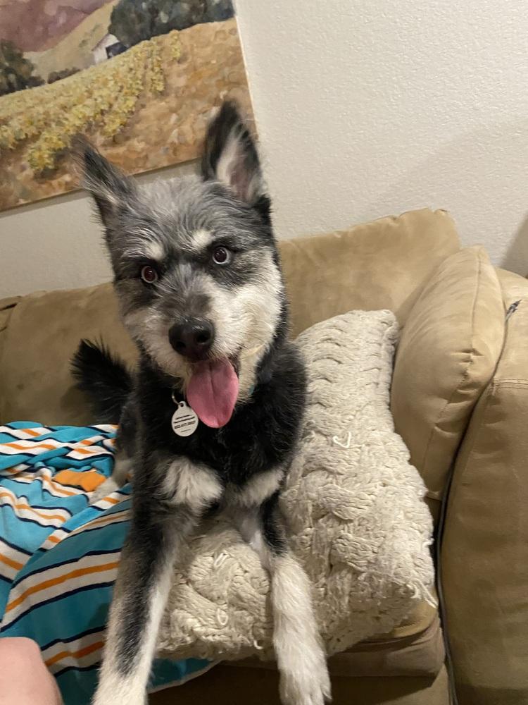 Enlarge Presley, a Adoptable mixed breed in Denver, CO image 6/6