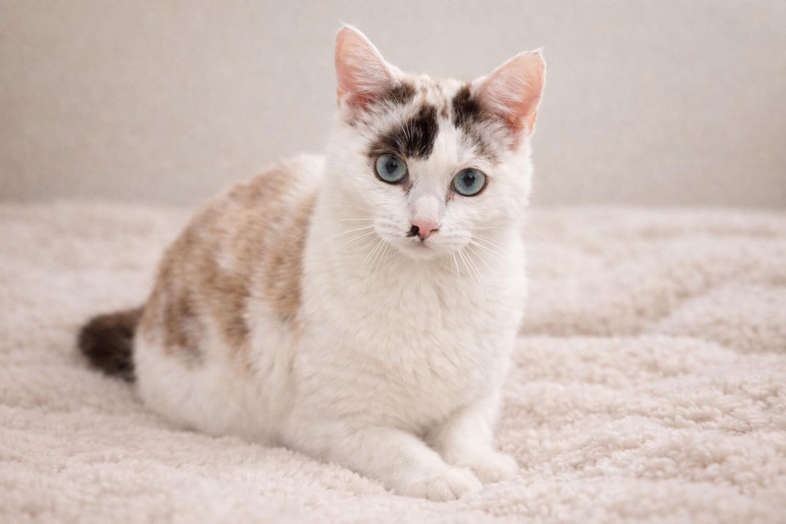 Enlarge Luna , a ADOPTABLE Siamese in Indian Trail, NC image 4/5