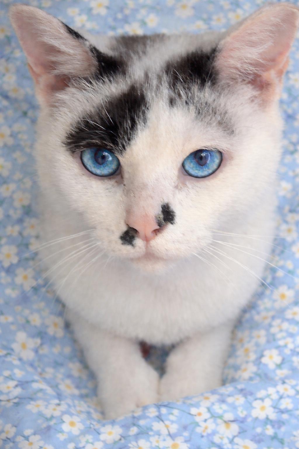 Enlarge Luna , a ADOPTABLE Siamese in Indian Trail, NC image 2/5