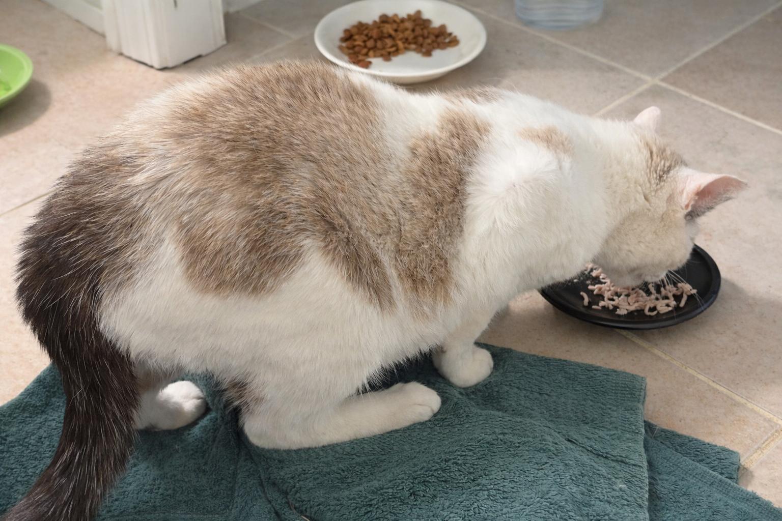 Enlarge Luna , a ADOPTABLE Siamese in Indian Trail, NC image 5/5