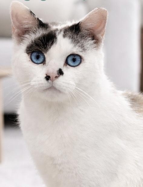 Enlarge Luna , a ADOPTABLE Siamese in Indian Trail, NC image 1/5