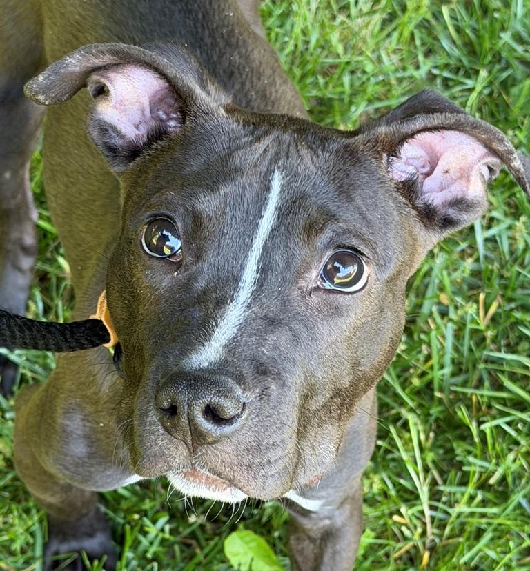Enlarge Amy -50526, an adopted mixed breed in Columbia, MD image 2/4