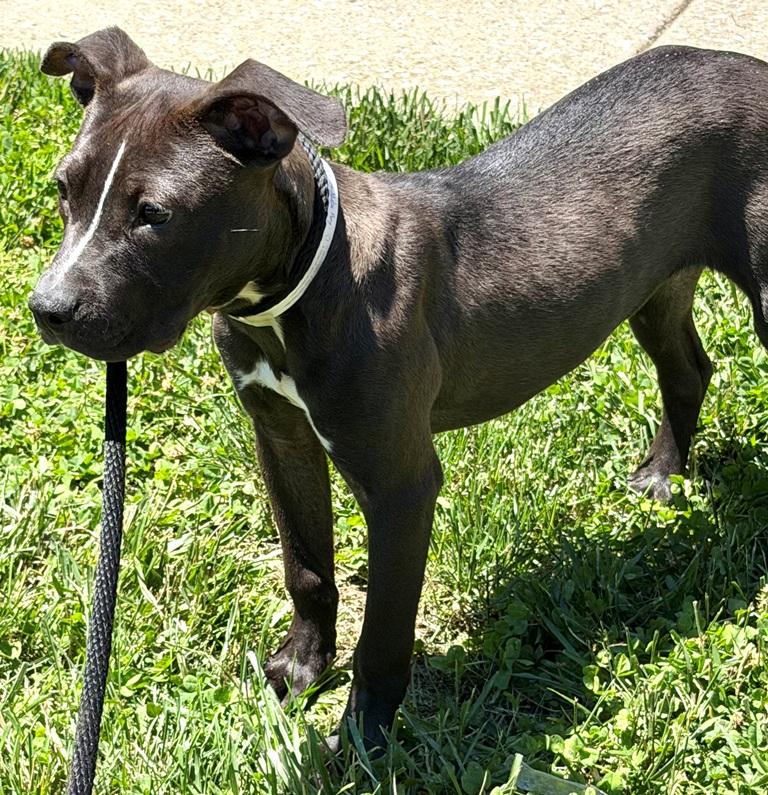 Enlarge Amy -50526, an adopted mixed breed in Columbia, MD image 3/4