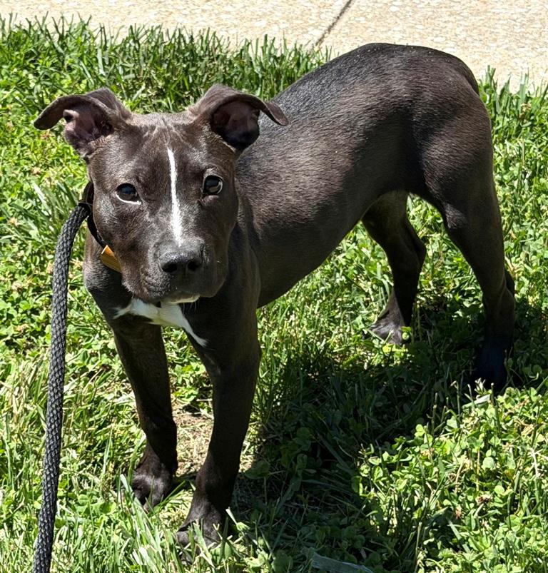 Enlarge Amy -50526, an adopted mixed breed in Columbia, MD image 4/4