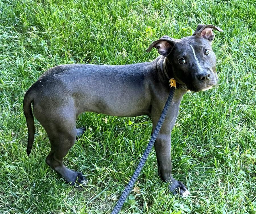 Enlarge Amy -50526, an adopted mixed breed in Columbia, MD image 1/4