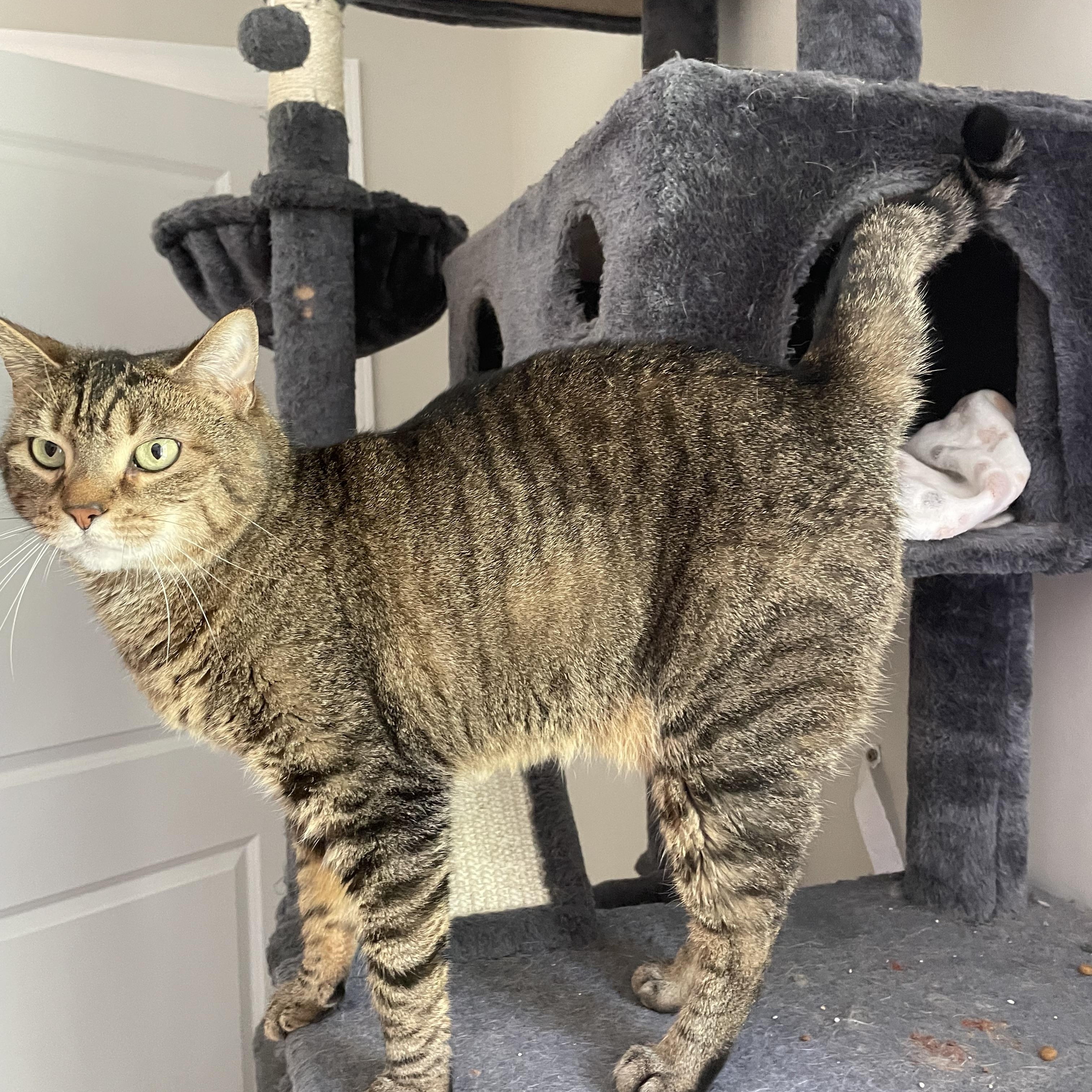 Enlarge Marley, a Adoptable Domestic Short Hair in lititz, PA image 3/3