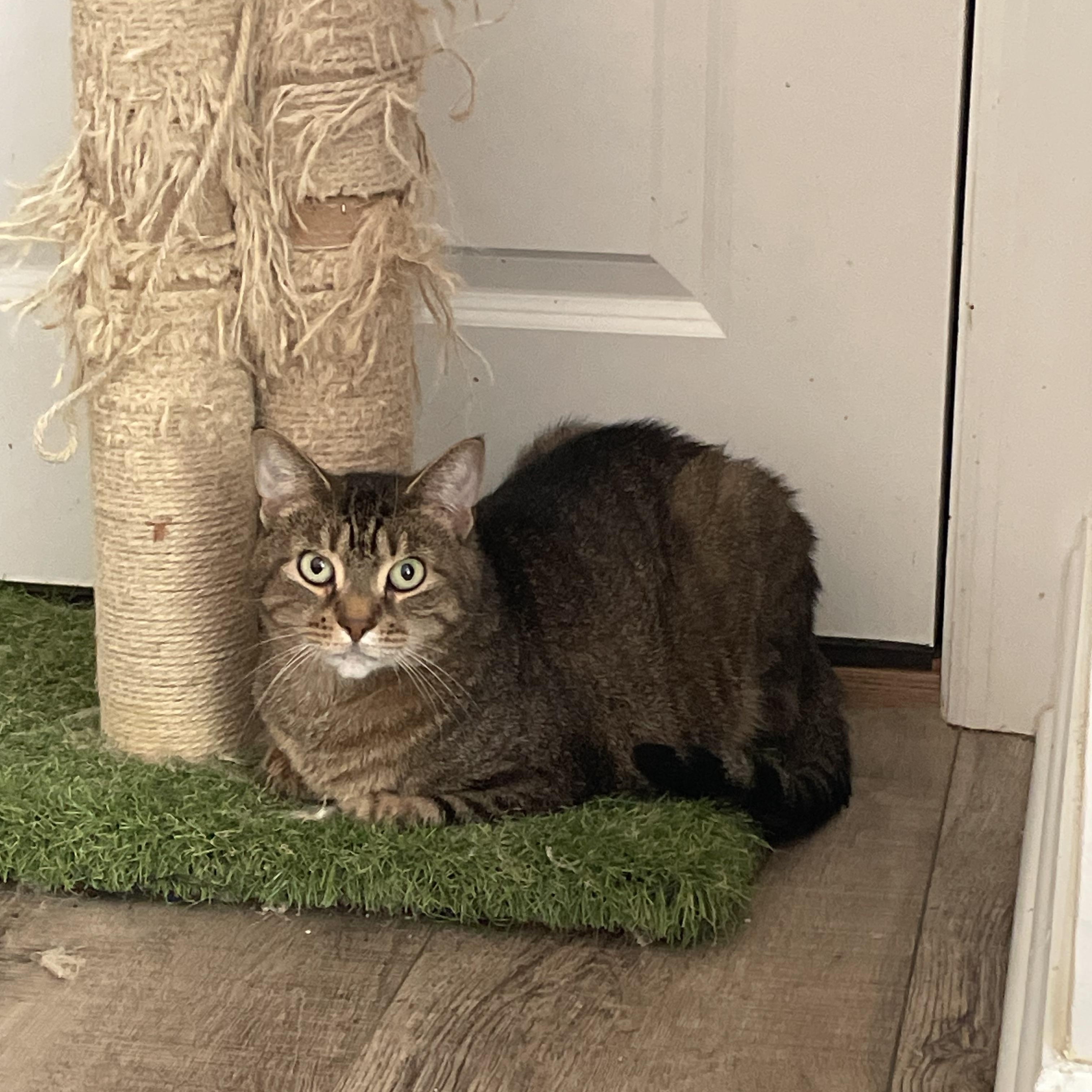Enlarge Marley, a Adoptable Domestic Short Hair in lititz, PA image 1/3
