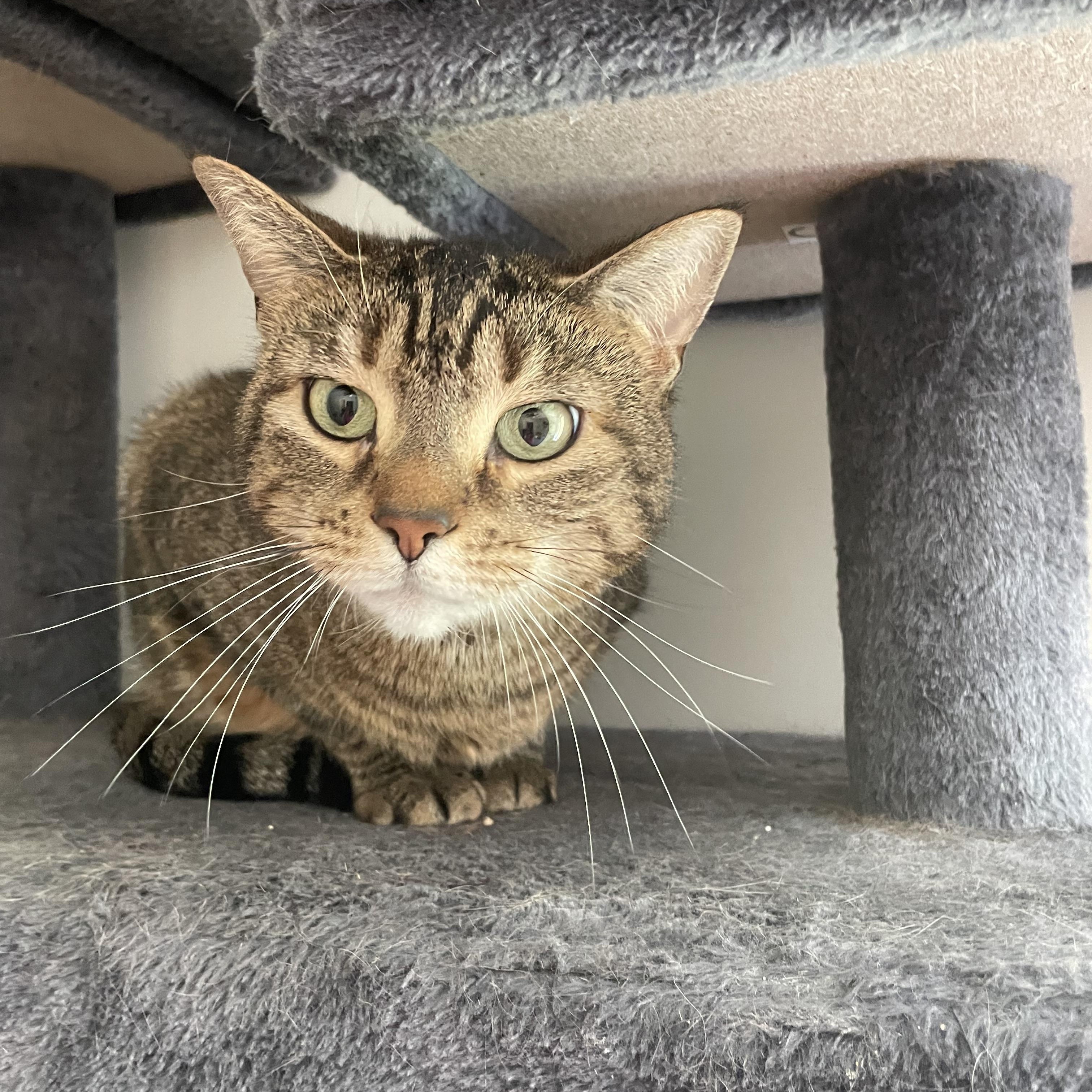Enlarge Marley, a Adoptable Domestic Short Hair in lititz, PA image 2/3