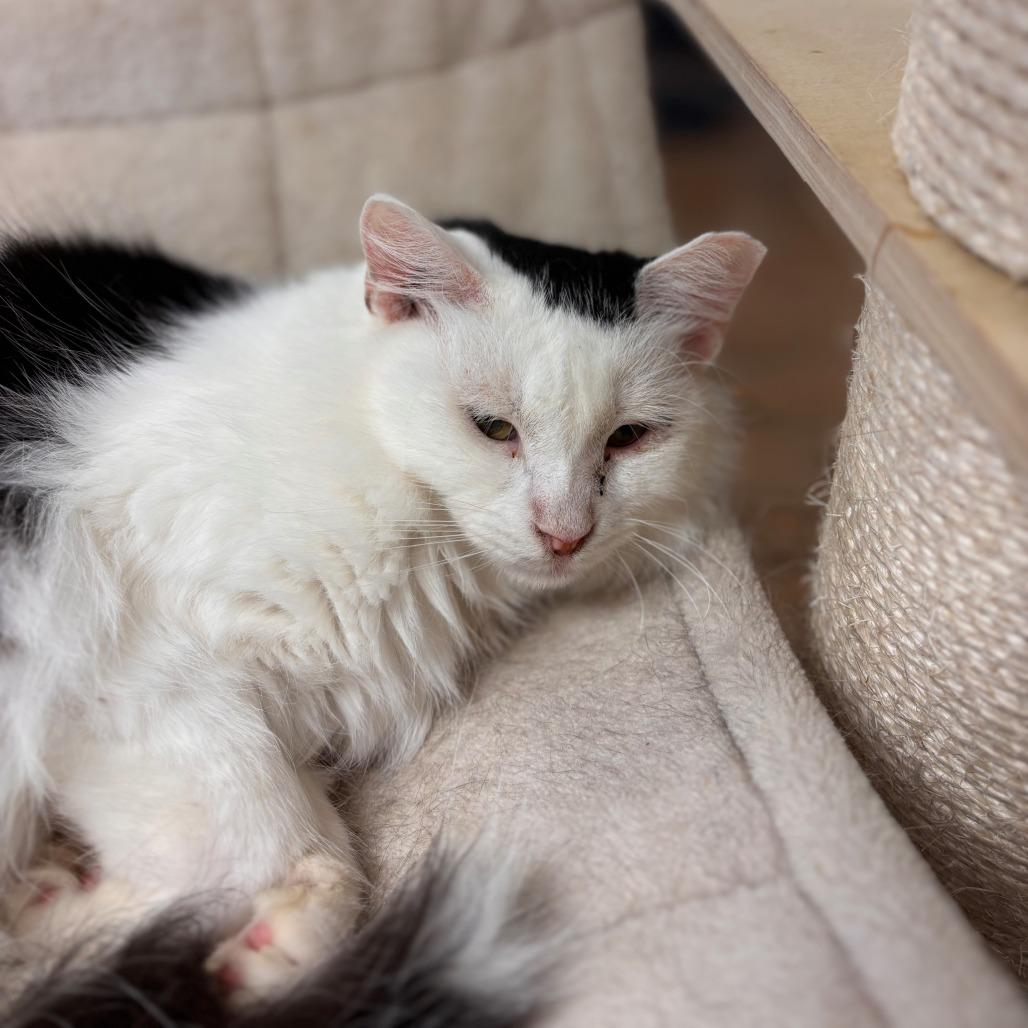 Kelly, Adoptable, Adult Female Domestic Long Hair.