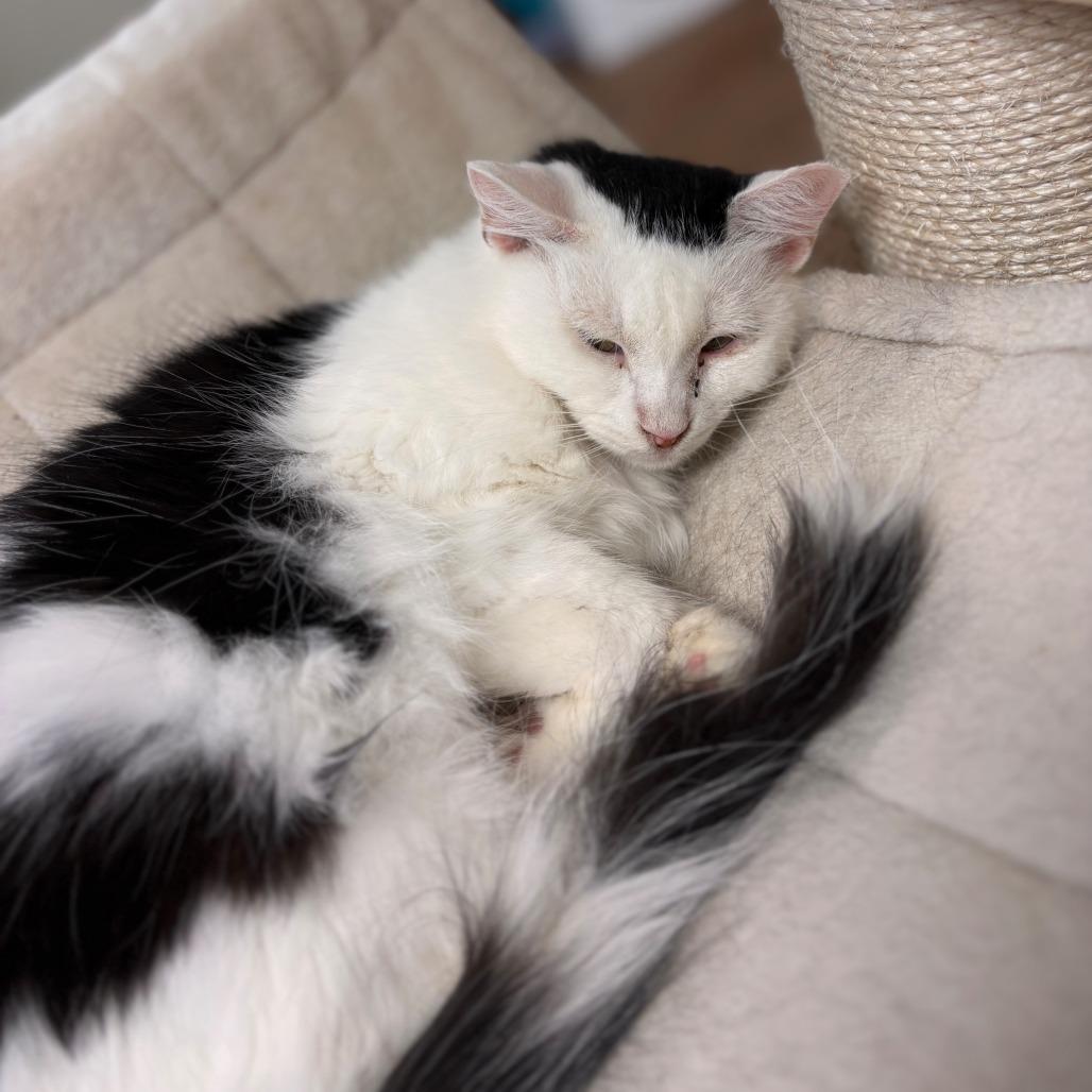 Enlarge Kelly, a Adoptable Domestic Long Hair in Midland, TX image 2/2