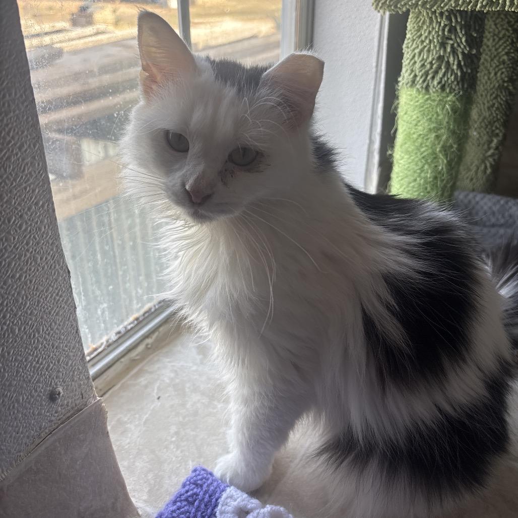 Kelly, Adoptable, Adult Female Domestic Long Hair.