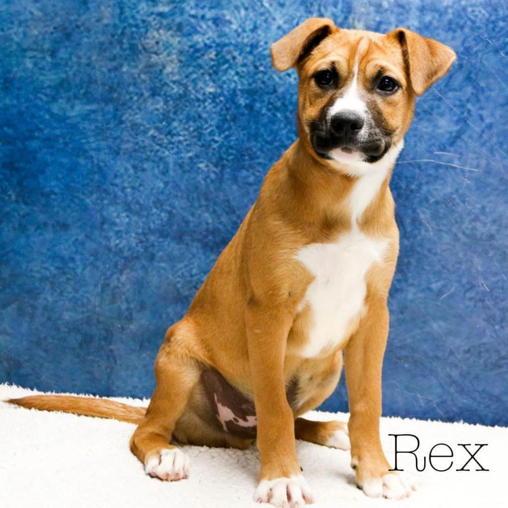 Enlarge Rex, a Adoptable mixed breed in Casa Grande, AZ image 1/1