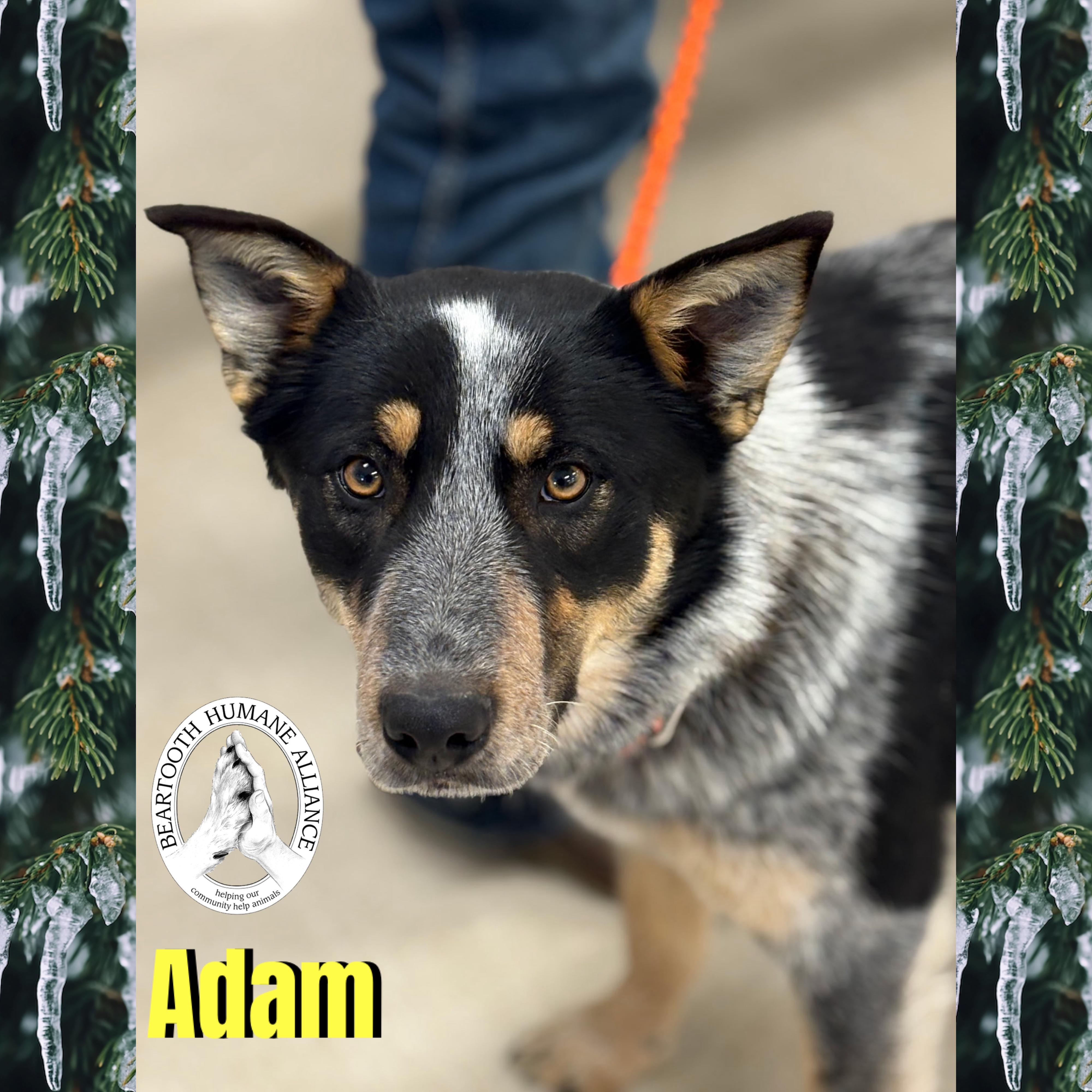 Adam, ADOPTABLE, Young Male Border Collie & Cattle Dog.
