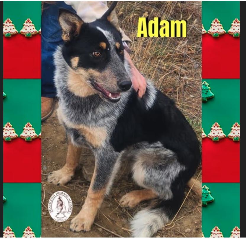 Adam, ADOPTABLE, Young Male Border Collie & Cattle Dog.