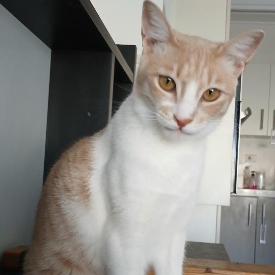 Ameera, Adoptable, Adult Female Domestic Short Hair.