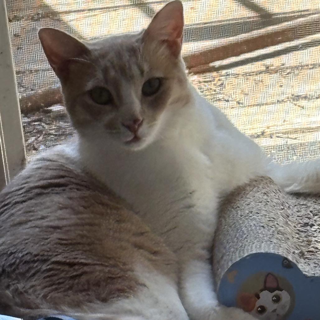 Enlarge Ameera, a Adoptable Domestic Short Hair in Silver Spring, MD image 2/6