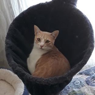 Enlarge Ameera, a Adoptable Domestic Short Hair in Silver Spring, MD image 2/4