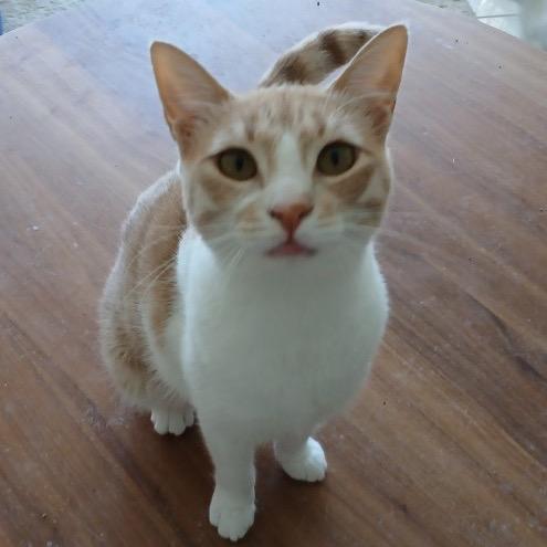 Enlarge Ameera, a Adoptable Domestic Short Hair in Silver Spring, MD image 3/4