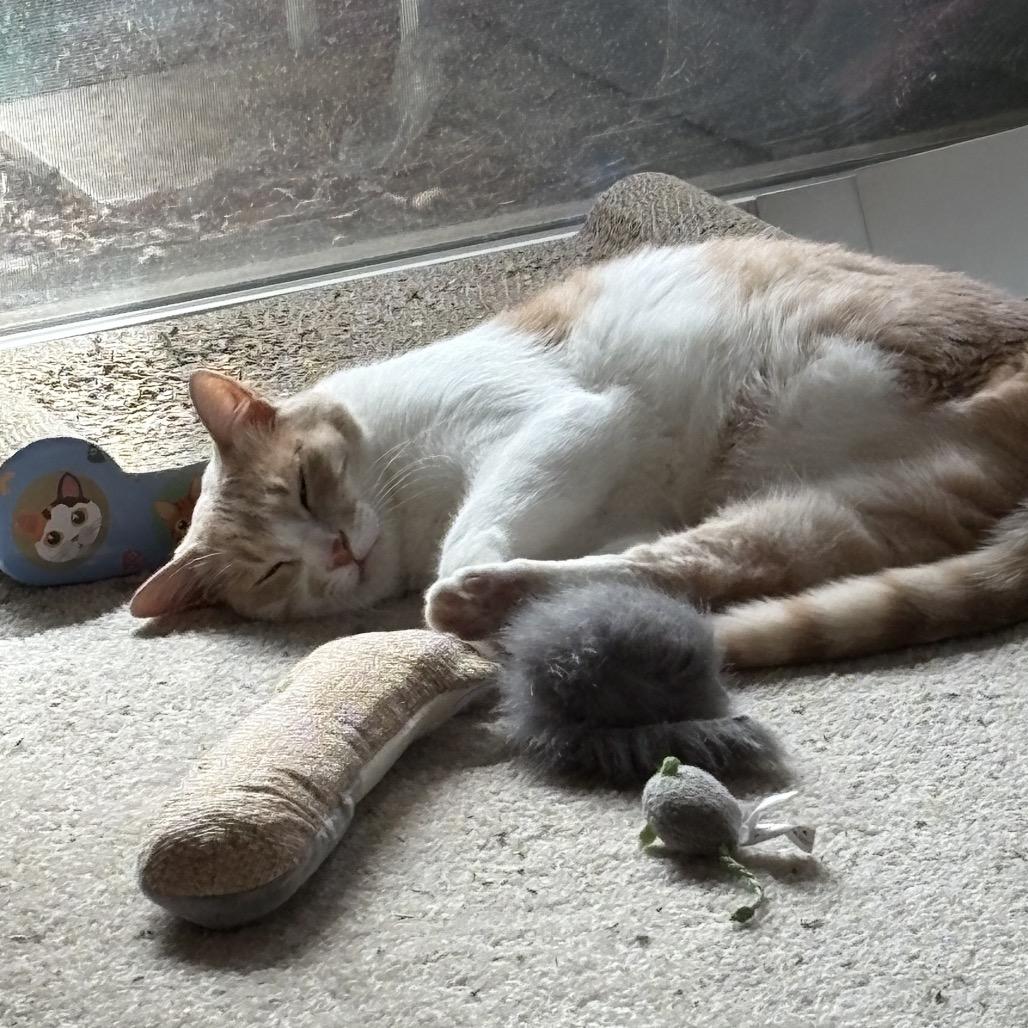 Enlarge Ameera, a Adoptable Domestic Short Hair in Silver Spring, MD image 6/6