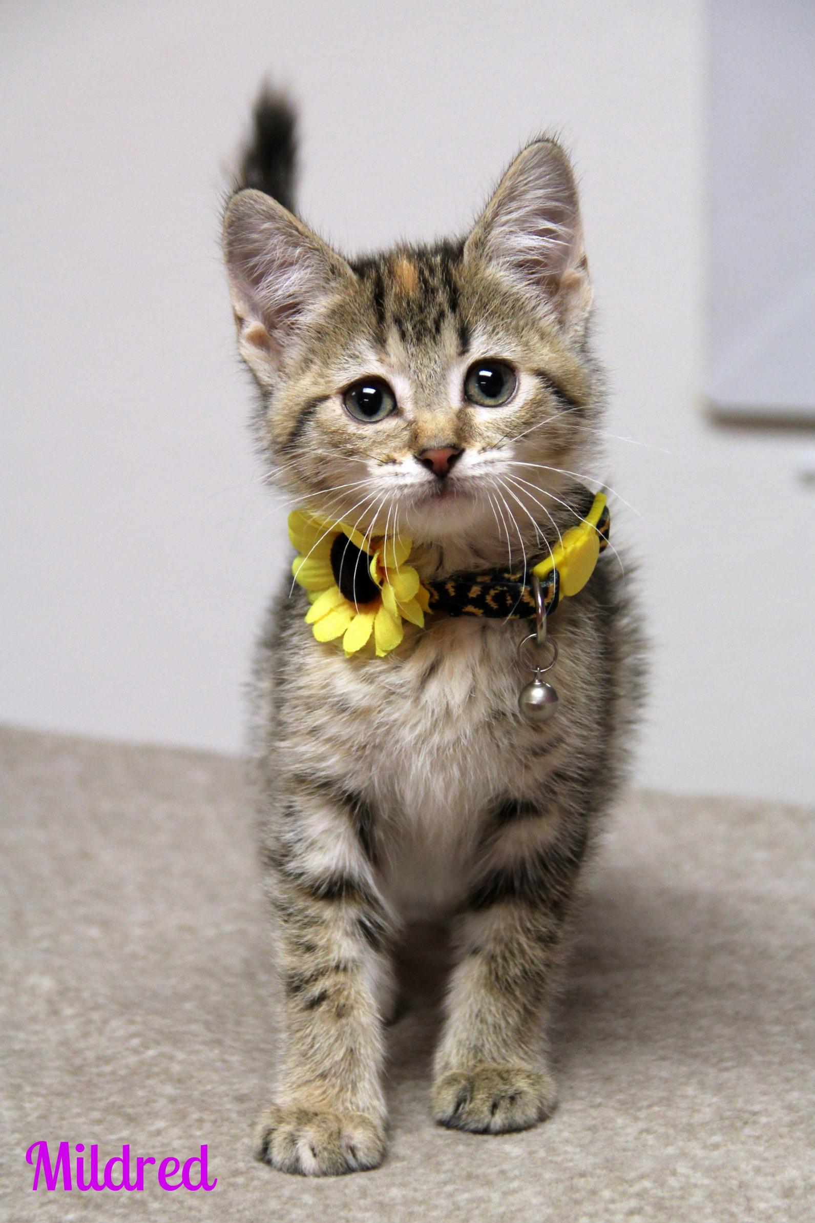 Mildred, ADOPTABLE, Kitten Female Domestic Short Hair.