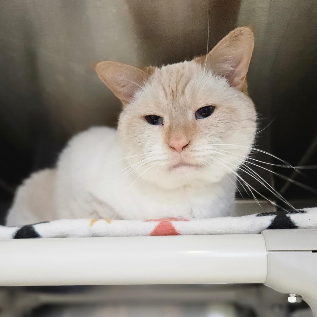 Gabriel, Adoptable, Adult Male Siamese.