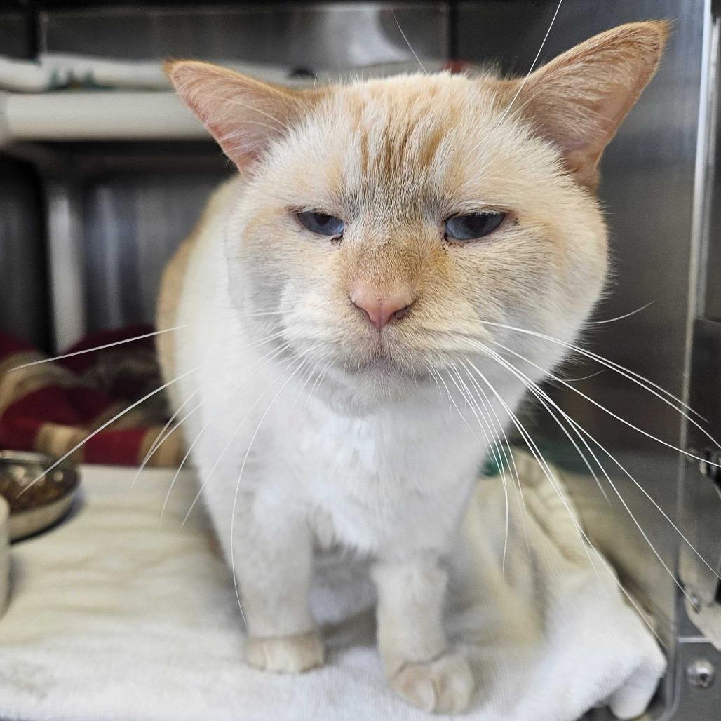 Enlarge Gabriel, a Adoptable Siamese in Dover, NH image 2/6