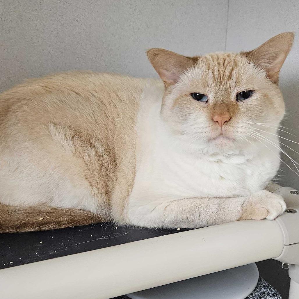 Enlarge Gabriel, a Adoptable Siamese in Dover, NH image 3/6