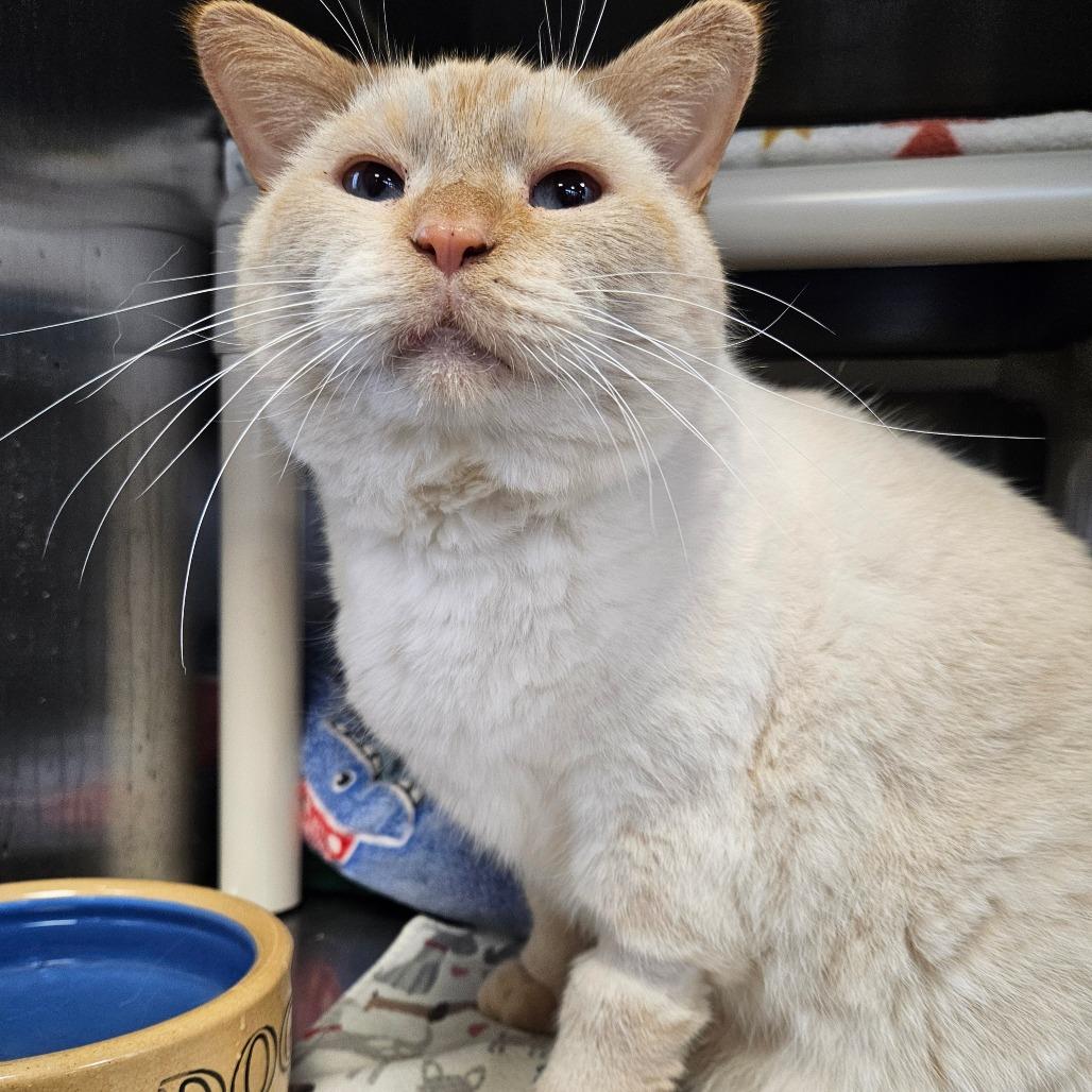 Enlarge Gabriel, a Adoptable Siamese in Dover, NH image 4/6