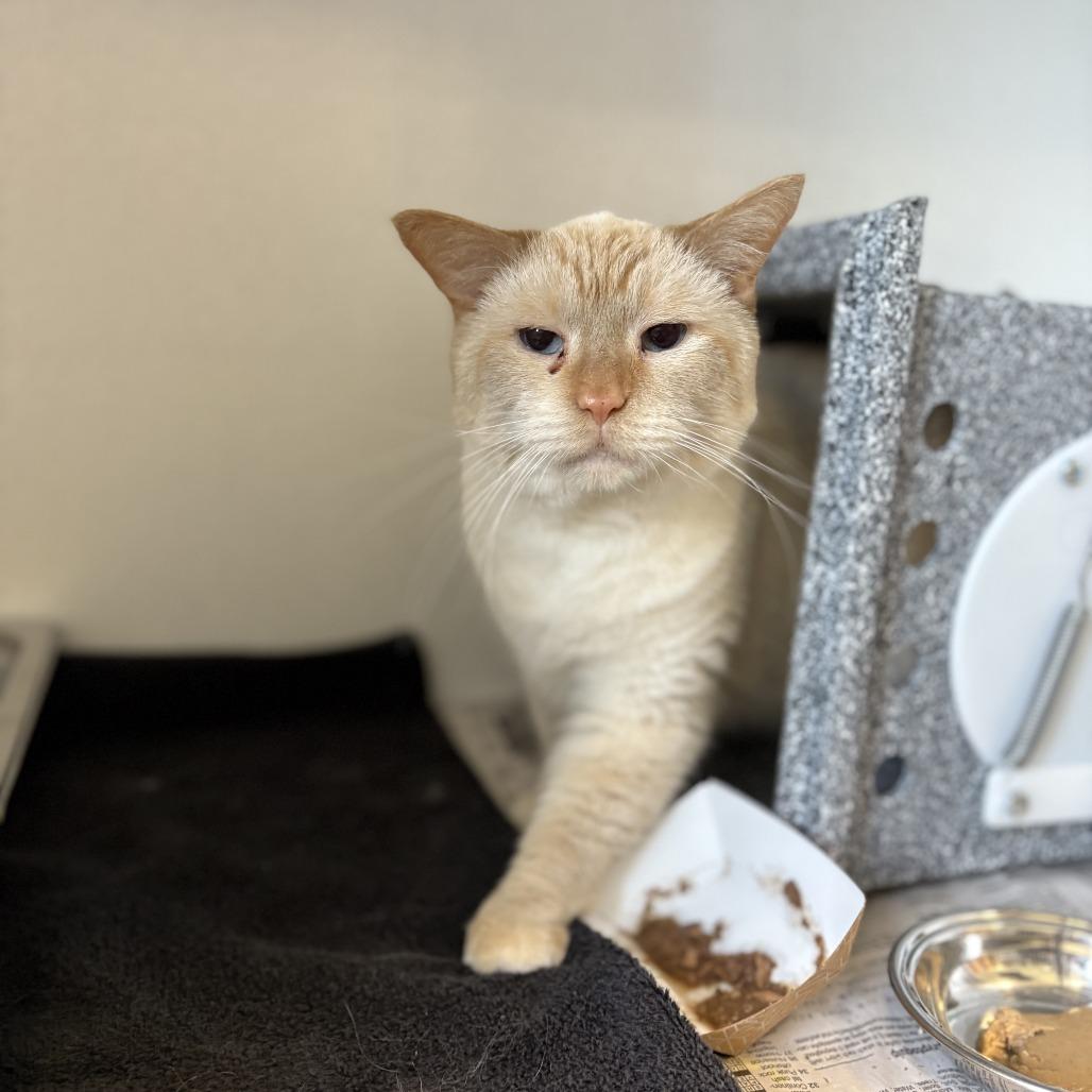 Enlarge Gabriel, a Adoptable Siamese in Dover, NH image 5/6