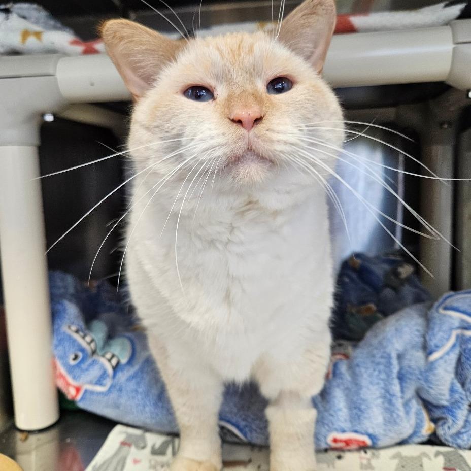 Enlarge Gabriel, a Adoptable Siamese in Dover, NH image 6/6