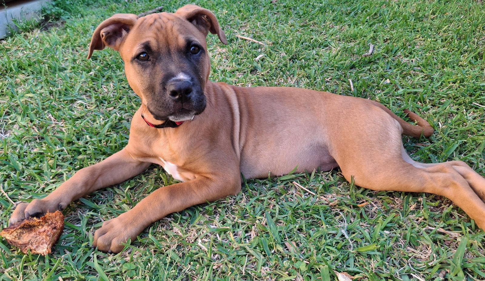 Sugar, a Adoptable mixed breed in Euless, TX image 1/3
