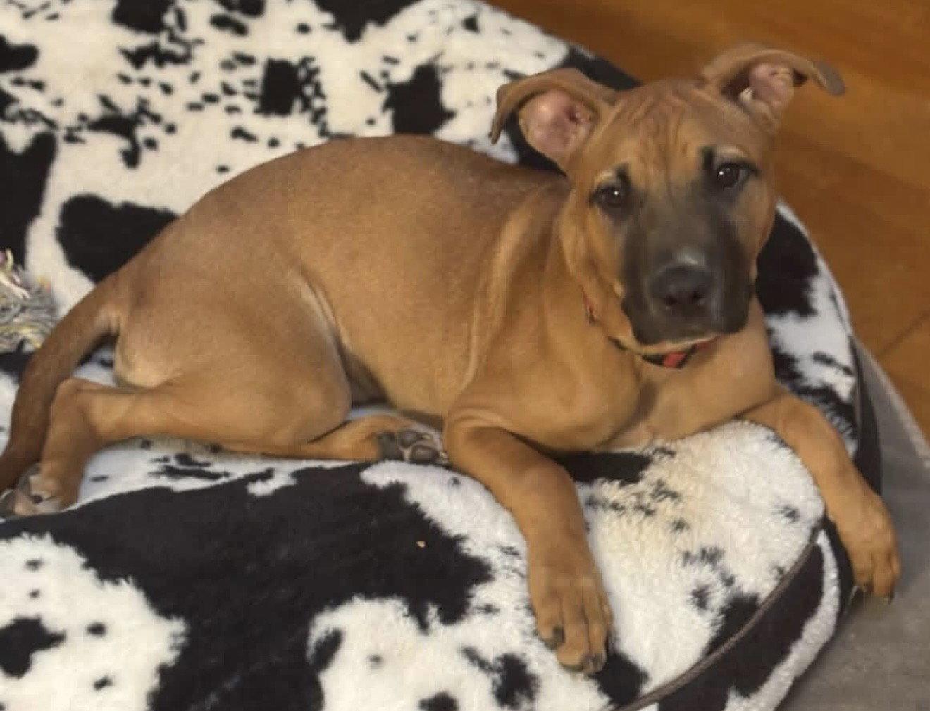 Sugar, Adoptable, Young Female Shepherd & Terrier.