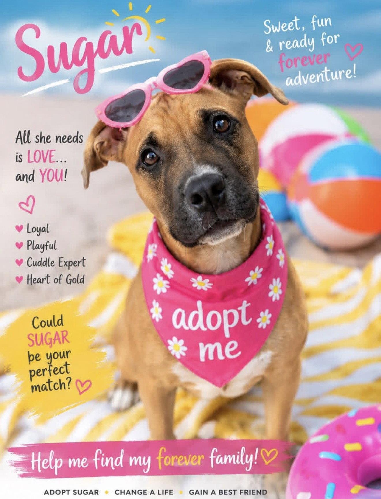 Sugar, a Adoptable mixed breed in Euless, TX image 2/3